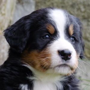 Bodyguard, bouvier bernois du haras