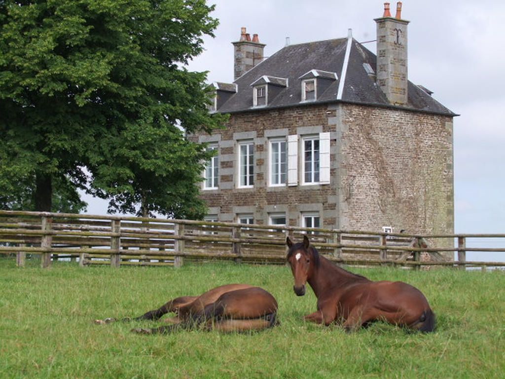 Poulains au pré devant le manoir du Haras de l'Être